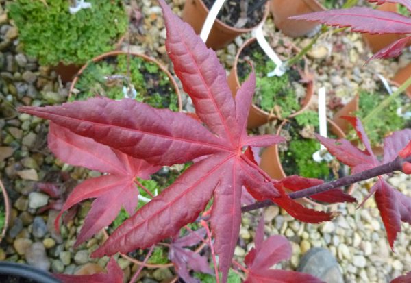 Acer palmatum 'Peve Starfish'