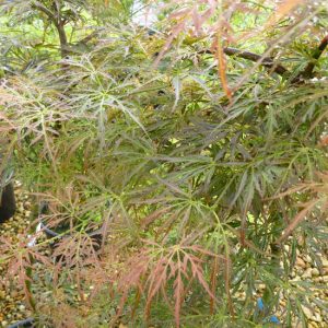 Acer palmatum dissectum 'Pendulum Julian'