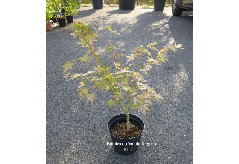Acer palmatum ‘Peve Multicolor’
