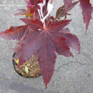 Acer palmatum 'Peve Ollie'