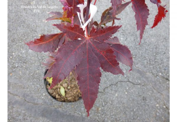 Acer palmatum 'Peve Ollie'