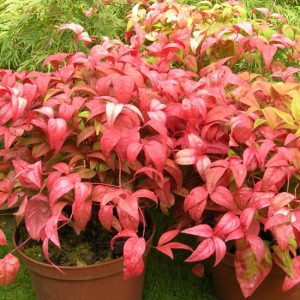 nandina domestica firepower