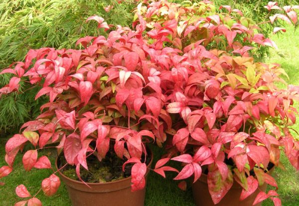 nandina domestica firepower