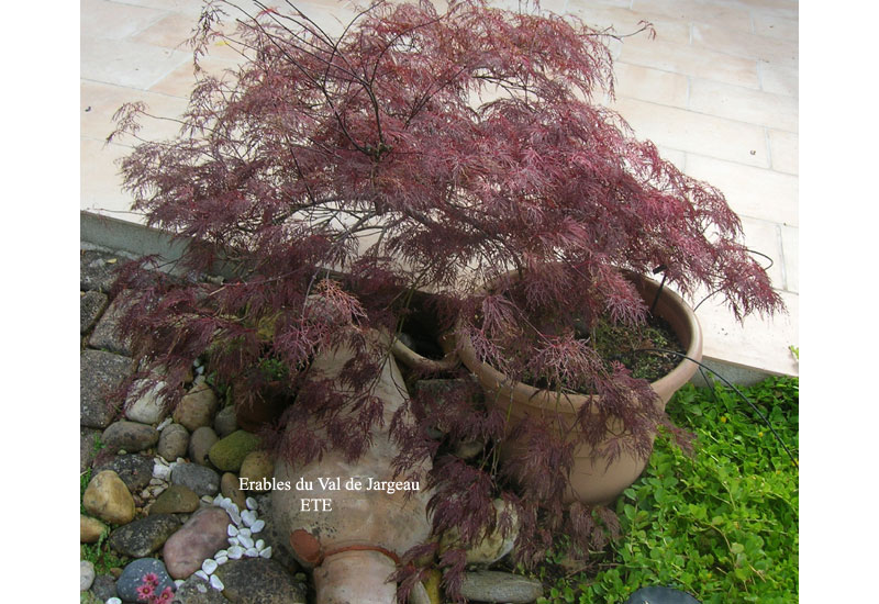 Acer palmatum dissectum ‘Red Filigree Lace’