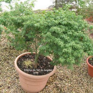 Acer palmatum 'Murasaki Kiyo Hime'