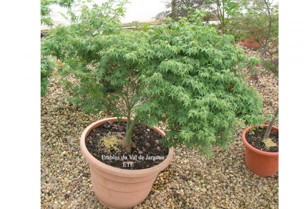 Acer palmatum 'Murasaki Kiyo Hime'