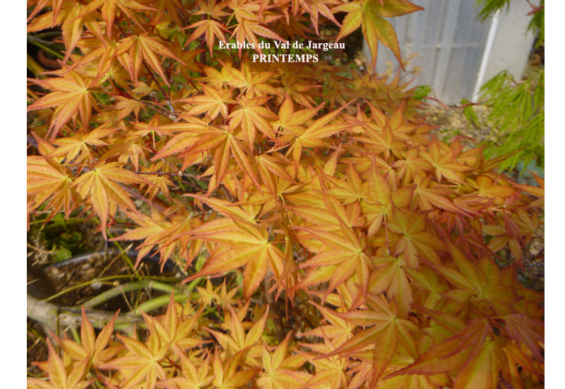 Acer palmatum ‘Beni Tsukasa’