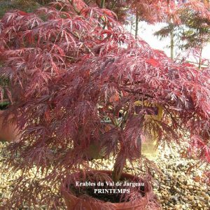 Acer palmatum dissectum 'Orangeola'