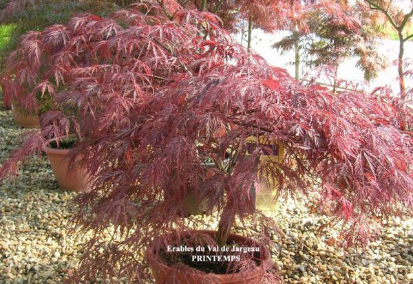 Acer palmatum dissectum 'Orangeola'