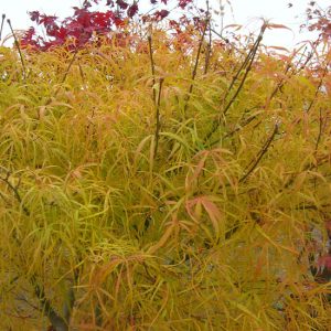 Acer palmatum scolopendrifolium