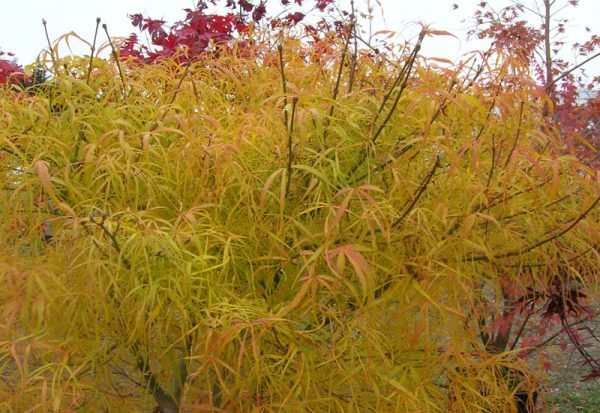 Acer palmatum scolopendrifolium