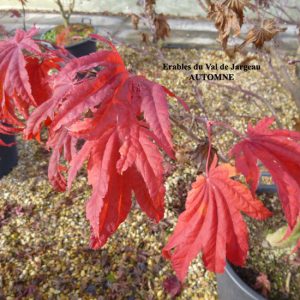 Acer japonicum Meigetsu