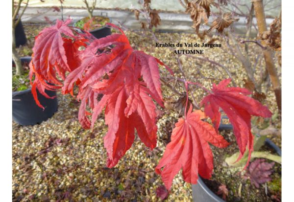 Acer japonicum Meigetsu