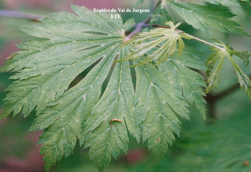 Acer japonicum ‘Aconitifolium’