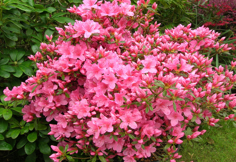 Azalea japonica 'Mme Albert Van Hecke' - Erable du Val de Jargeau