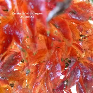 Acer palmatum 'koto hime'