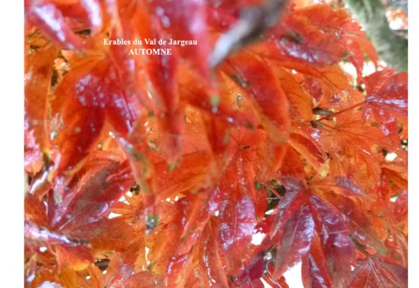 Acer palmatum 'koto hime'