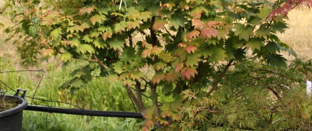 Acer japonicum ‘Meigetsu’
