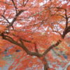 Acer palmatum dissectum 'Ornatum' en automne