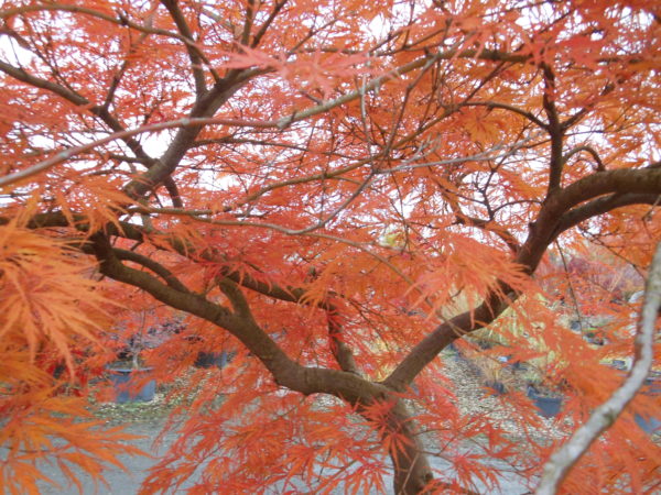 Acer palmatum dissectum 'Ornatum' en automne