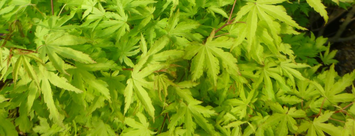 Acer palmatum ‘Anne Irene’