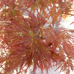 Acer palmatum dissectum Lion Heart