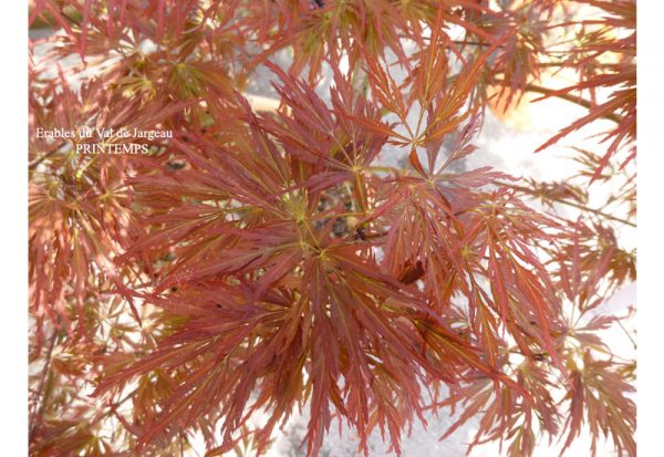 Acer palmatum dissectum Lion Heart