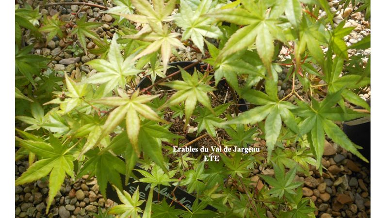 Acer palmatum ‘Seigen’