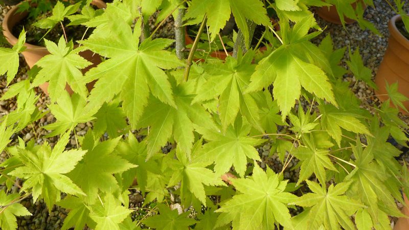 Acer palmatum ‘Summer Gold’