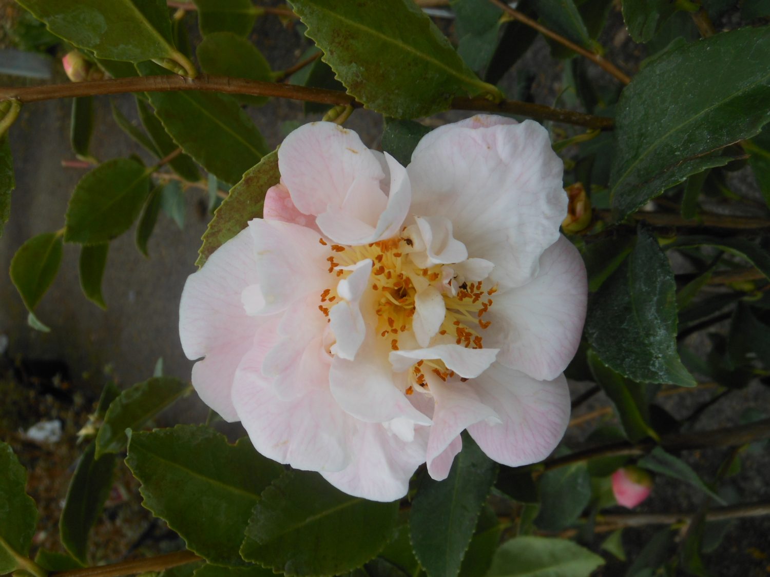 Camelia champêtre campestris 'High Fragrance' - Erable du Val de Jargeau