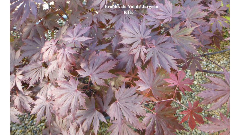Acer shirasawanum ‘Gloria’
