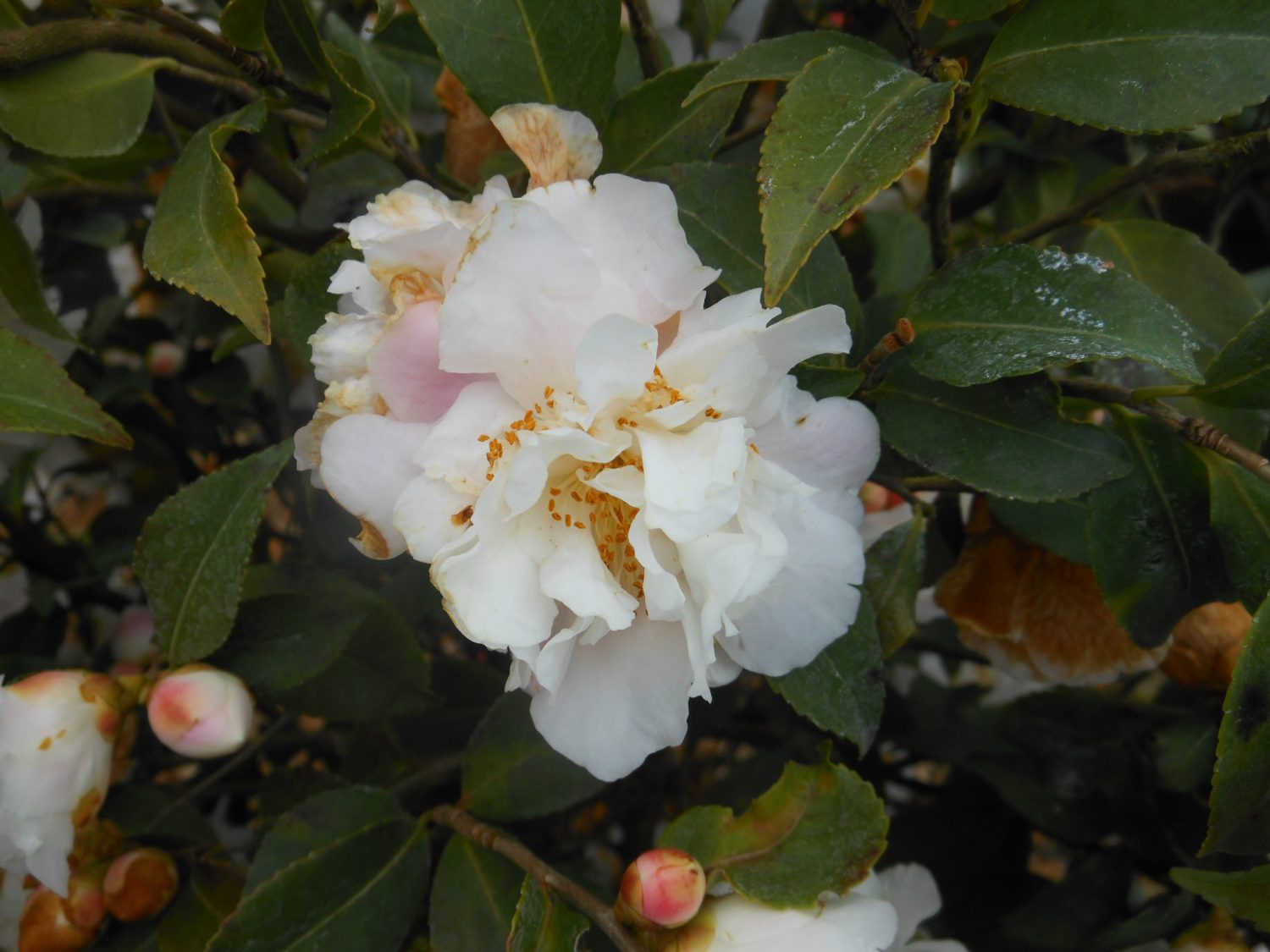 Camelia champêtre campestris 'Scentuous' - Erable du Val de Jargeau