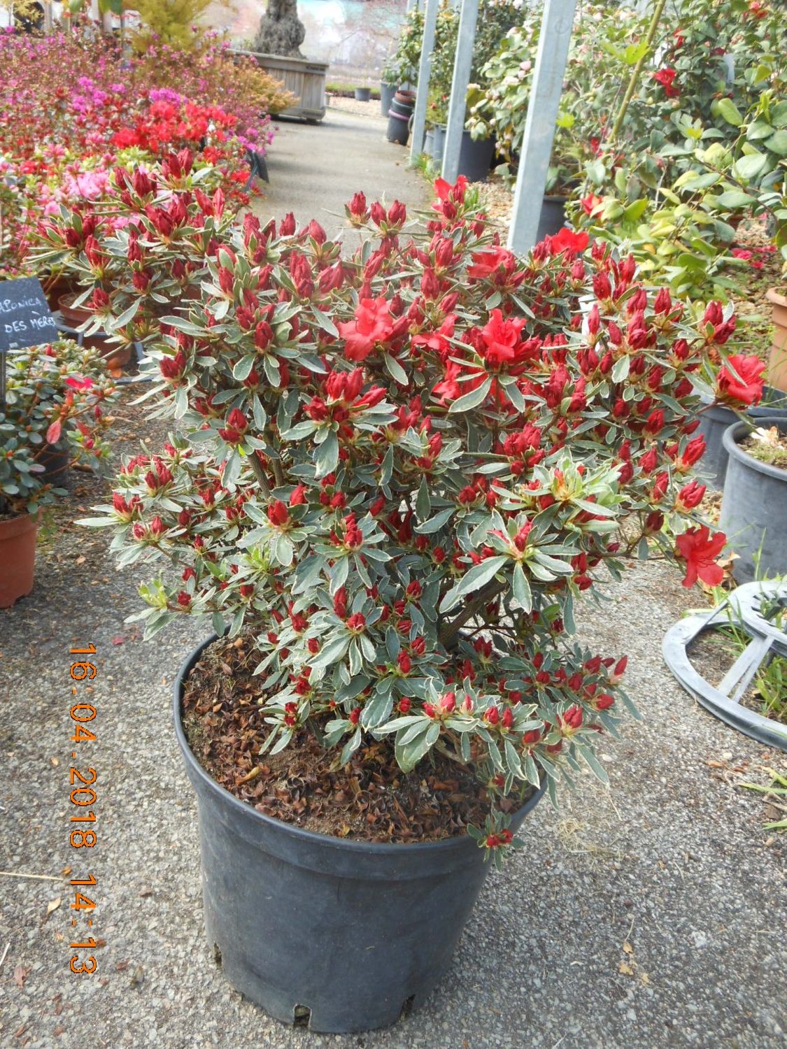 Azalea japonica 'Silver Queen' Erable du Val de Jargeau