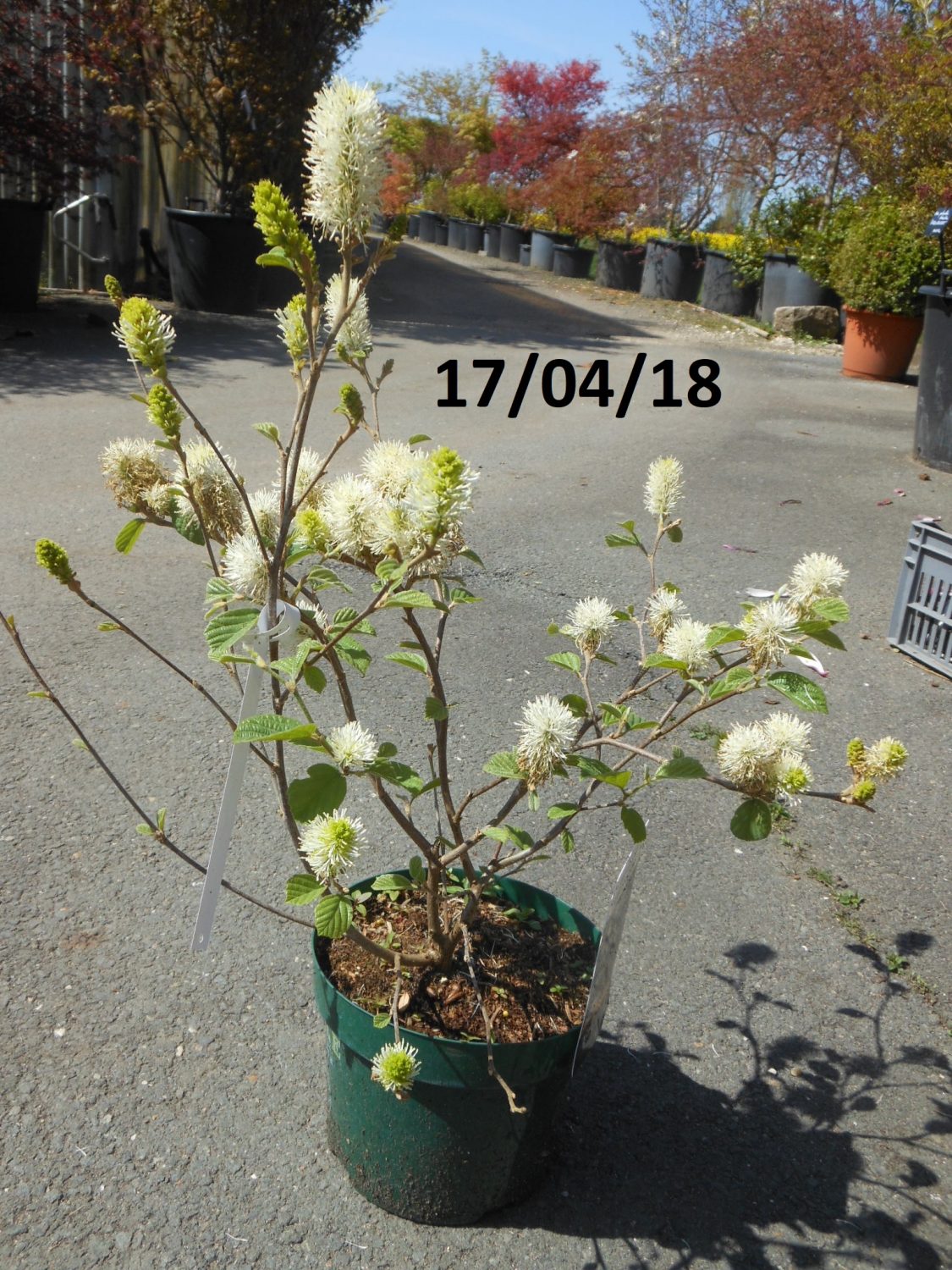 Fothergilla Major Blue Shadow