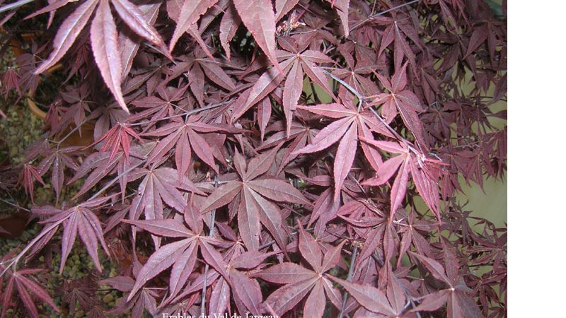 Acer palmatum ‘Yubae’