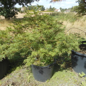 Acer palmatum rubrifolium