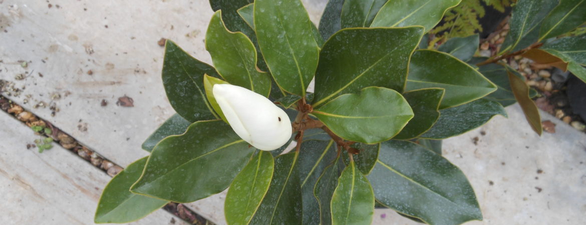 Magnolia grandiflora ‘Little Gem’