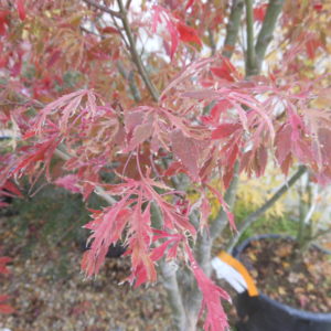 Acer palmatum 'Keiser'