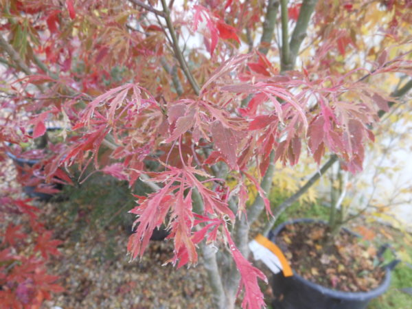 Acer palmatum 'Keiser'