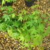 Acer palmatum 'limelight