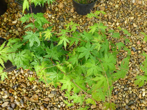 Acer palmatum 'limelight