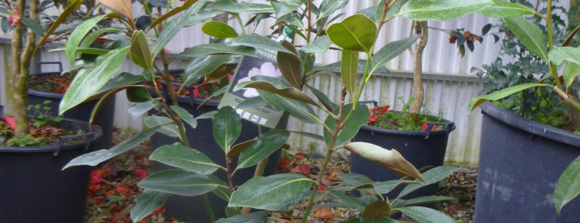 Magnolia grandiflora ‘Little Gem’