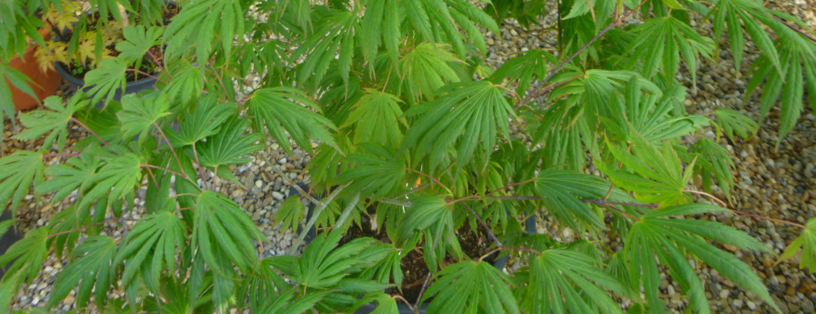 Acer japonicum ‘Revolutum’