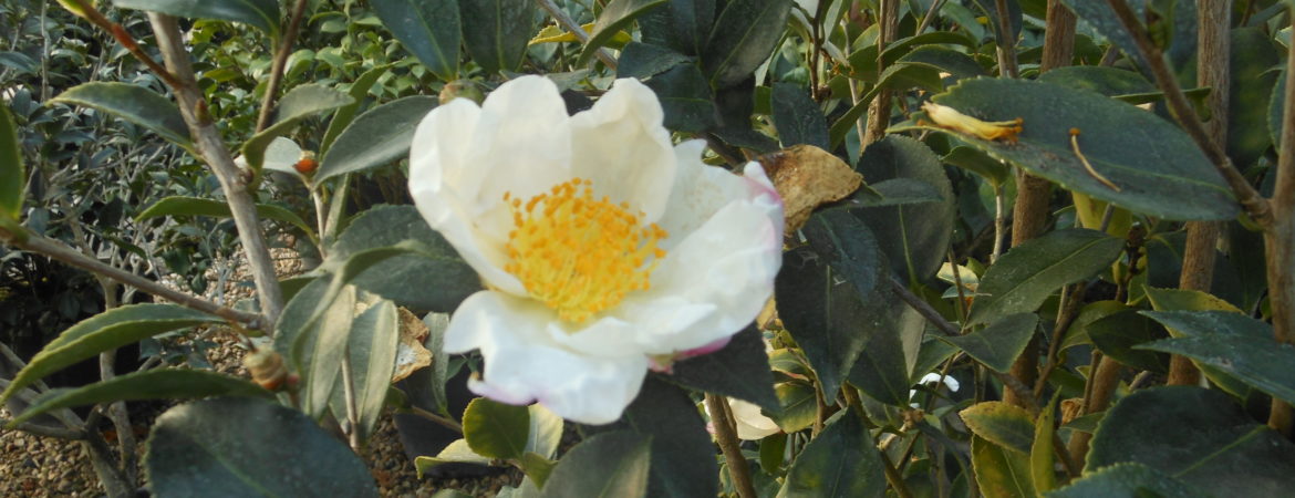 Camelia sasanqua ‘Narumi gaita’