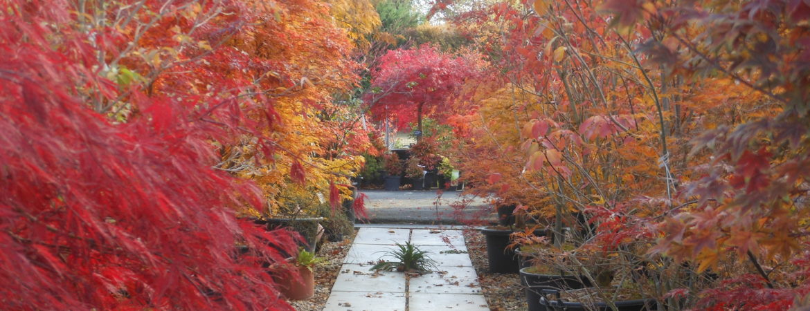 Nos érables du Japon en couleur d’automne