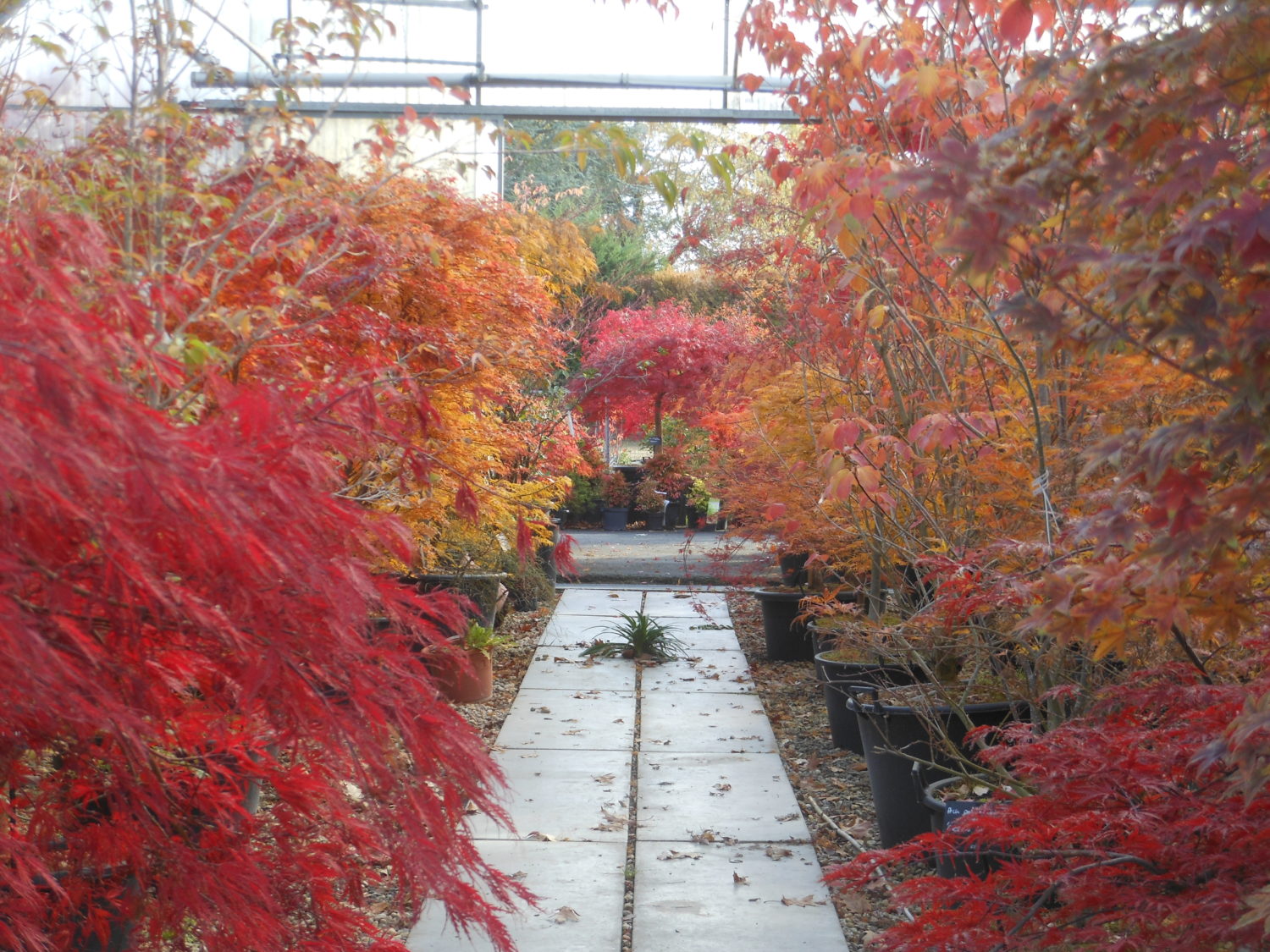 Nos érables du Japon en couleur d’automne