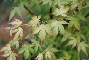 Erable du japon bien planté