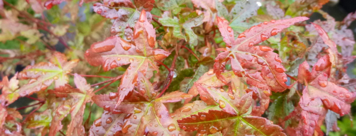 Acer palmatum ‘Shin Deshojo’