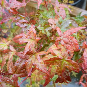 Acer palmatum 'Shin Deshojo'