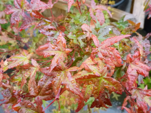 Acer palmatum 'Shin Deshojo'